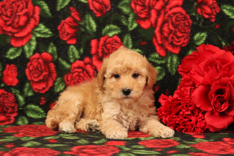 puppy, for, sale, Mini Goldendoodle F1BB, Matthew B. Stoltzfus, dog, breeder, Gap, PA, dog-breeder, puppy-for-sale, forsale, nearby, find, puppyfind, locator, puppylocator, aca